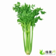 内蒙古喀喇沁旗美国西芹：乃林镇景小珲