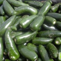 辽宁凌海港椒：右卫镇金晓微