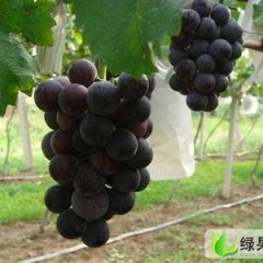 陕西大荔户太8号：双泉镇李铁牛