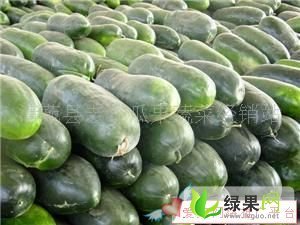 河南中牟子弹头黑皮冬瓜：韩寺镇董喜林