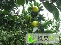 江西寻乌寻乌蜜橘：澄江 黄伟明