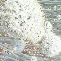 山东鱼台黄皮洋葱：李阁镇朱守奎