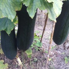 河南郸城子弹头黑皮冬瓜：胡集乡鲁