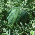 黑龙江大同花皮无籽：祝三乡刘先生