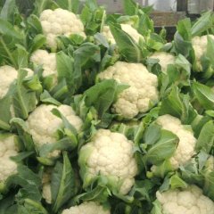 河北肥乡雪宝：郝家堡杜先生