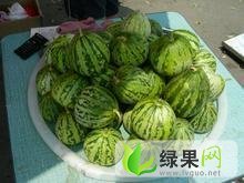 山东莘县花蕾，绿宝：燕店镇李双超