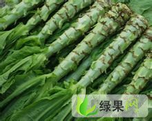 四川成都彭州市升平镇代购莴笋，白菜等蔬菜