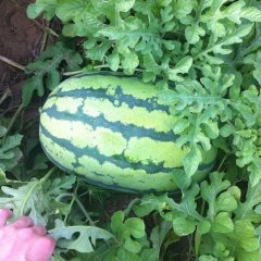 内蒙古翁牛特旗冠龙：桥头镇毕远慧