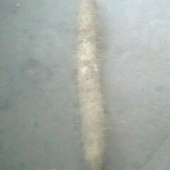 山东泰山白玉山药：石碑村韦先生