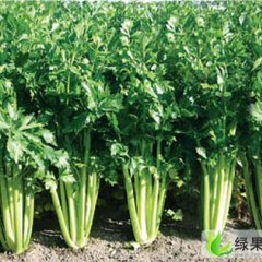 河北围场皇妃芹菜：燕格柏刘学武