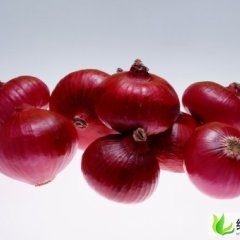 甘肃民勤圆葱（卡木一）洋葱：苏武乡曹先生