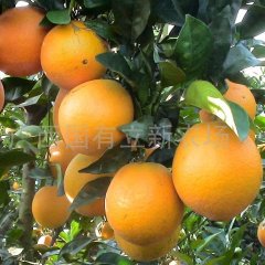 江西寻乌寻乌蜜橘：水源乡凌剑波