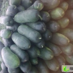 河南中牟子弹头黑皮冬瓜：东风路李文成