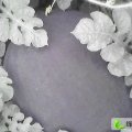 新疆头屯河黑皮无籽：五一农金玲