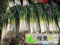 长白大葱 岐峰瓜蔬合作社