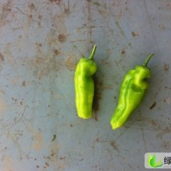 江苏东台金牛角：三仓镇王哓强