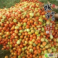 河南灵宝硬粉：苏村乡梁俊