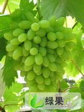江苏武进无核白鸡心：郑陆镇张燕伟
