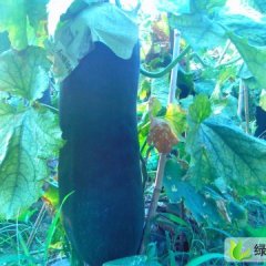 山东济阳子弹头黑皮冬瓜：曲堤镇小何