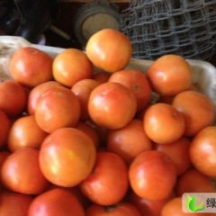 山西榆次红霸王：什贴镇张文斌