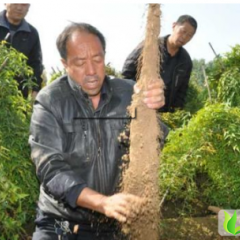 湖北宜城九斤黄山药：王集镇李先生