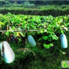 河南通许白皮冬瓜，大小：冯庄宋女士