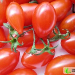 河北阜城古城镇圣女果价格低，量大