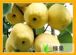 陕西蒲城酥梨： 蔡发胜