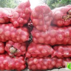 山东惠民红皮洋葱：李庄镇张伟