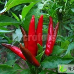 辽宁凌海干辣椒椒：建业乡郑永旗
