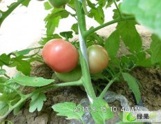 内蒙赤峰供应优质硬粉西红柿