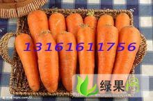 北京胡萝卜种子：北京市张洁