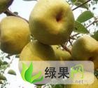 安徽普惠水果供应链 安徽砀山酥梨：文庄王发财
