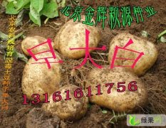 北京早大白土豆种子：北京市张洁