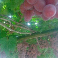 广西桂林代收红提 红提8月已经上市