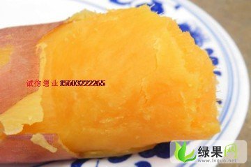 河北雄县地瓜：双堂乡王伟