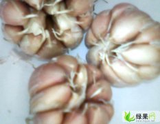 河北大名紫皮杂交蒜蒜种0.6到0.8红瓣