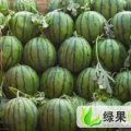 辽宁盘山甜王西瓜：石新镇苗宝健：