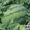 辽宁凌海奥霸七：建业乡郑永旗