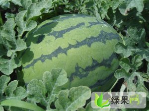 辽宁凌海奥霸七：建业乡郑永旗