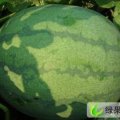 黑龙江大同花皮无籽：祝三乡谷金梅