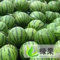 吉林大安地雷瓜：大安市曲士明