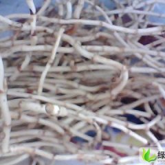 鱼腥草：侧耳根