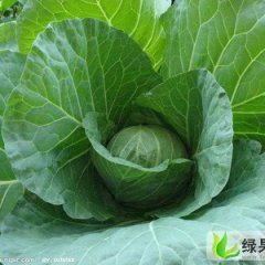 内蒙古翁牛特旗奥奇拿：乌丹李自国