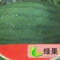 河北广宗北淤疃高抗三连冠：北淤疃李书岭