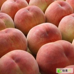 2013山东蒙阴蜜桃8月20日最新报价