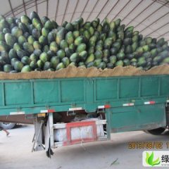 山东金乡子弹头黑皮冬瓜：鸡术镇周先生