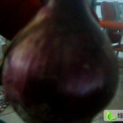 新疆克拉玛依区红皮洋葱：塔城额焦国兴