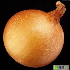 甘肃民勤黄皮洋葱：苏武乡李登辉