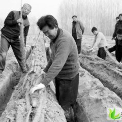 河南淮阳九斤黄山药：黄集乡魏月